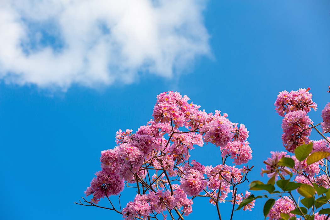 3月桃花开!这些生肖情路顺良缘现